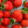 Земляника садовая Надежда