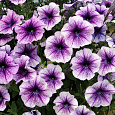 Петуния мультифлора Ура Оушен микс