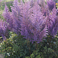 Астильба гибридная Mighty Phill