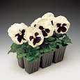 Виола крупноцветковая Колоссус Вайт виз Блотч