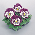 Виола крупноцветковая Матрикс Парпл энд Вайт