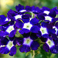 Вербена гибридная Синяя с глазком