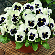 Виола крупноцветковая Маммот Гламoрама вайт