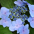 Гортензия крупнолистовая Блю Вейв