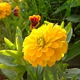 Цинния Циннита Еллоу