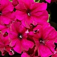 Петуния крупноцветковая Танго Ярко-розовая