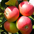 Яблоня  Елена