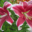 Лилия ОТ-гибрид Флэшпоинт Лилия ОТ-гибрид Флэшпоинт