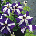 Петуния крупноцветковая Танго Синяя с белой звездой