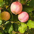 Яблоня Осеннее полосатое