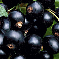 Смородина черная Перун Смородина черная Перун