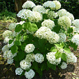 Гортензия древовидная Strong Annabelle