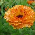 Календула махровая Гейша Гел