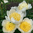 Пион молочноцветковый Gold Standard