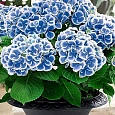 Гортензия крупнолистовая Марико