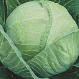 Капуста Белокочанная Снежинка F1