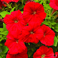 Петуния каскадная Пикобелла Каскад Ред