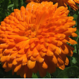 Календула пацифик Оранжевая красавица