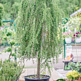 Лиственница европейская Pendula на штамбе