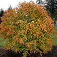 Клен дланевидный Katsura