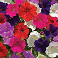 Петуния грандифлора Супербиссима Калифорния гиантс микс
