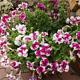 Петуния грандифлора фимбриата Поздрав из Яромнерже