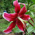 Лилия ОТ-гибрид Мисс Фея Лилия ОТ-гибрид Мисс Фея