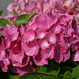 Гортензия крупнолистовая Розита Гортензия крупнолистовая Розита