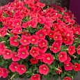 Петуния ампельная F1 Шок Вейв Корал Краш