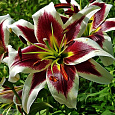 Лилия ОТ-гибрид Мисс Пэчворк Лилия ОТ-гибрид Мисс Пэчворк