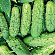 Огурец  Зубренок F1