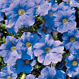 Петуния каскадная Рэмблин Скай Блю