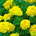 Бархатцы отклоненные махровые Бой желтые
