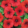 Петуния каскадная Рэмблин Ред