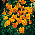 Фиалка рогатая Пенни Оранж