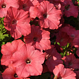 Петуния ампельная F1 Изи Вейв	Корал Риф