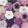 Петуния мультифлора Карпет нептун