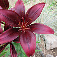 Лилия азиатская Маскара Лилия азиатская Маскара