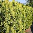 Кипарисовик Лавсона Alumigold Кипарисовик Лавсона Alumigold