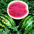 Арбуз  Порционный красный F1