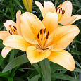 Лилия ЛА-гибрид Сэлмон Классик Лилия ЛА-гибрид Сэлмон Классик