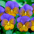 Фиалка рогатая Сорбет ИксПи Морфо