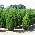Можжевельник китайский Спартан Можжевельник китайский Спартан