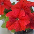 Петуния грандифлора Лимбо Джи Пи	Ред
