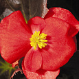 Бегония вечноцветущая бронзоволистная Бада Бум Скарлет