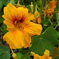 Настурция большая Золотой блик