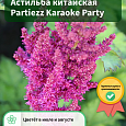 Астильба китайская Partiezz Karaoke Party