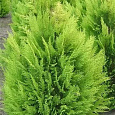Кипарисовик Лавсона Alumigold Кипарисовик Лавсона Alumigold