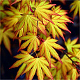 Клен дланевидный Katsura