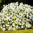 Петуния ампельная Лавина белая